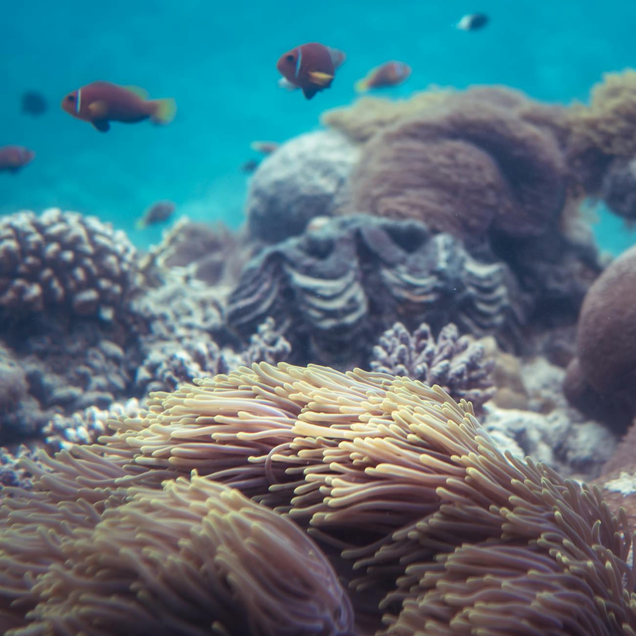 Marine Protected Areas and Spatial Planning