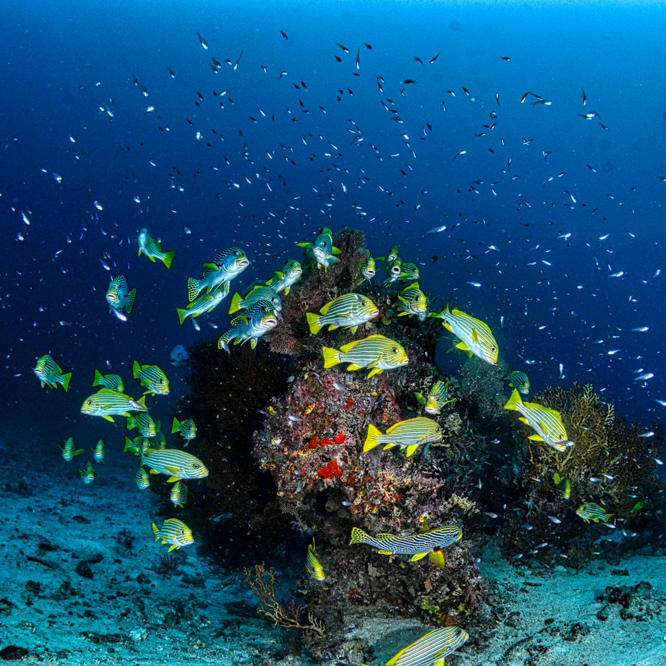 Sustainable Fisheries Management and Policy