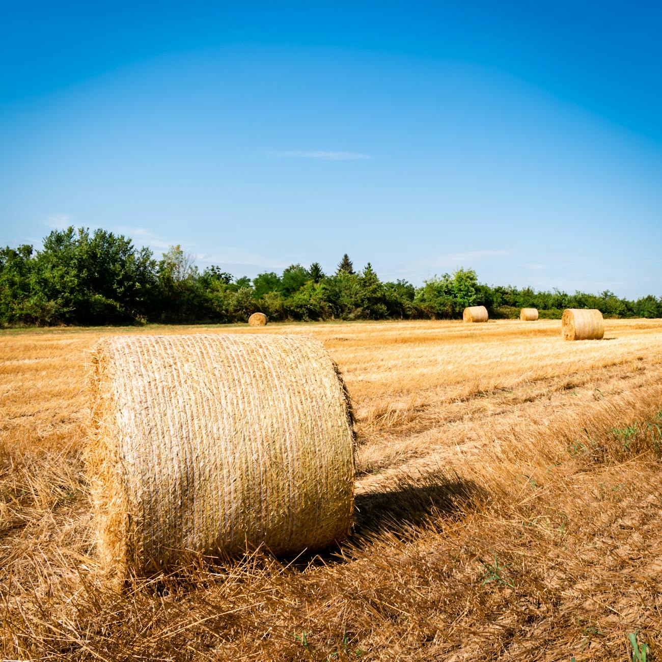 EU and UK Agricultural Policy