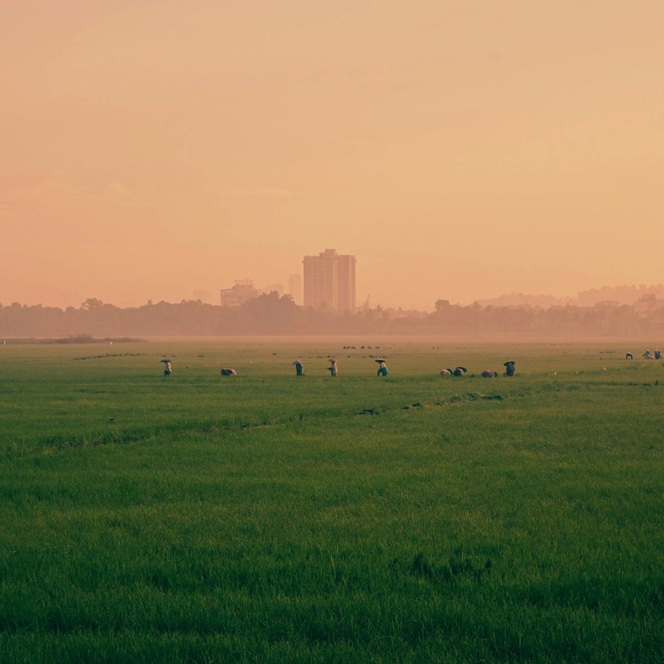Intellectual Property Rights in Agriculture (United Kingdom)
