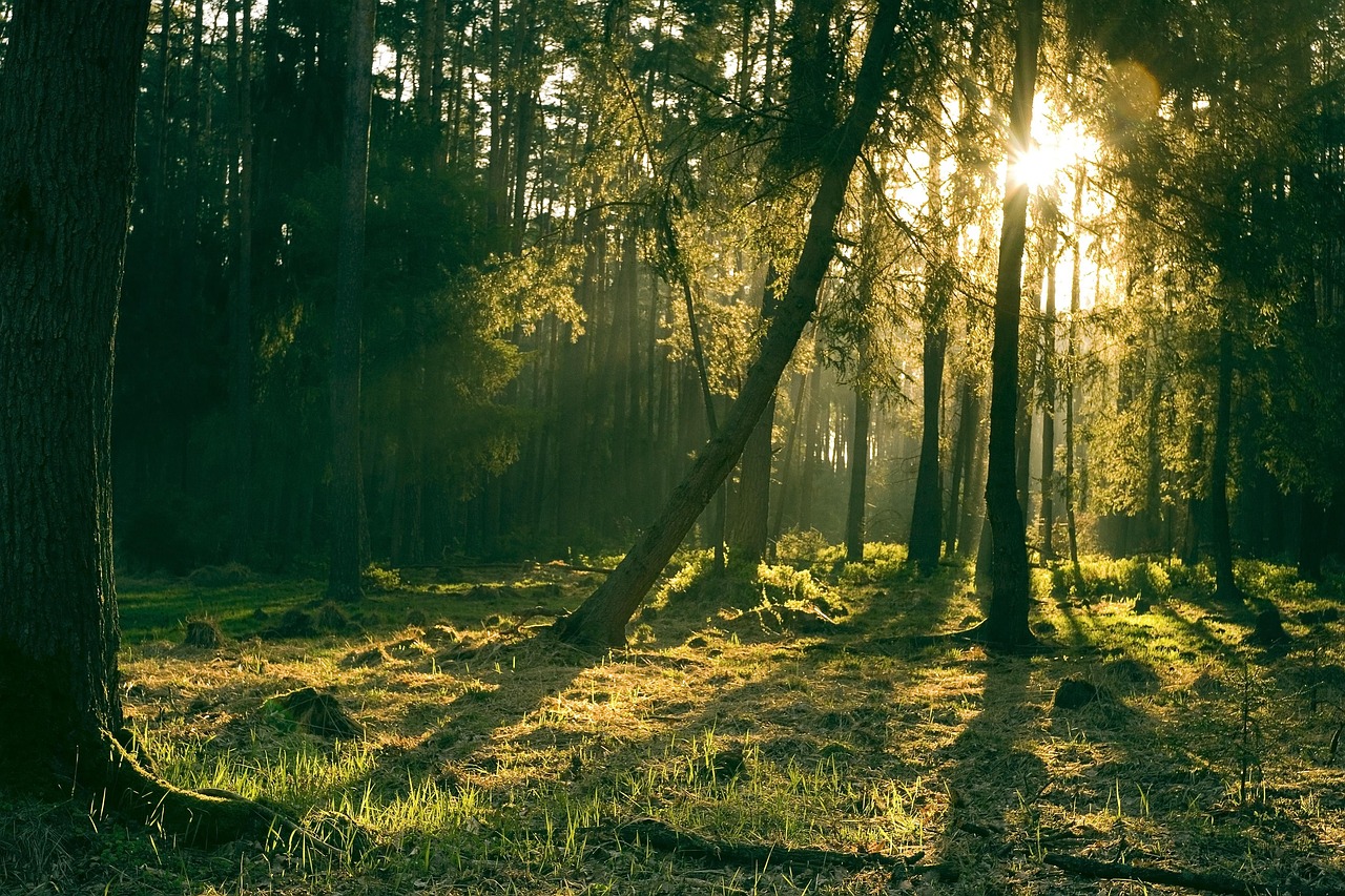 Comparative Mystical Theology