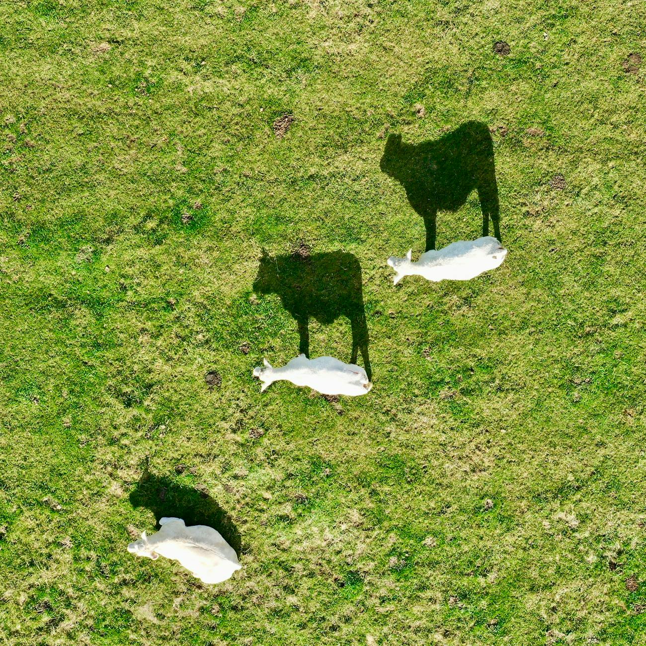 Tax Planning for Farm Succession
