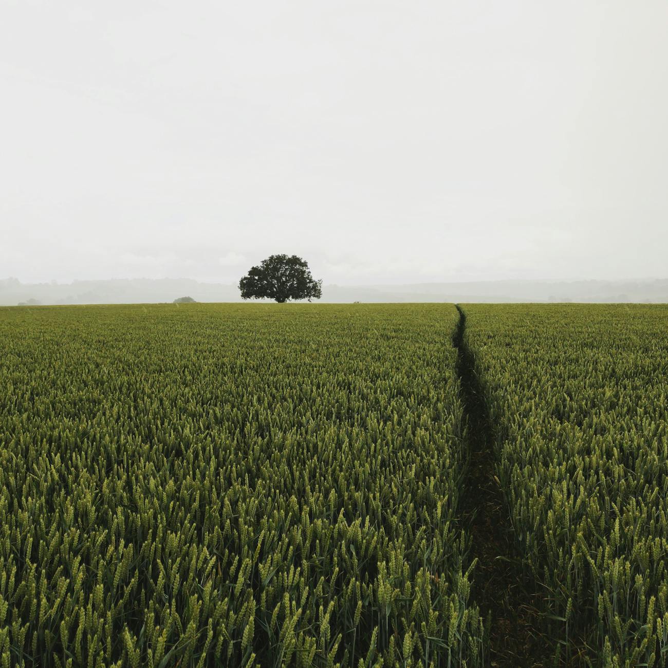 Estate Planning and Wills for Farm Succession