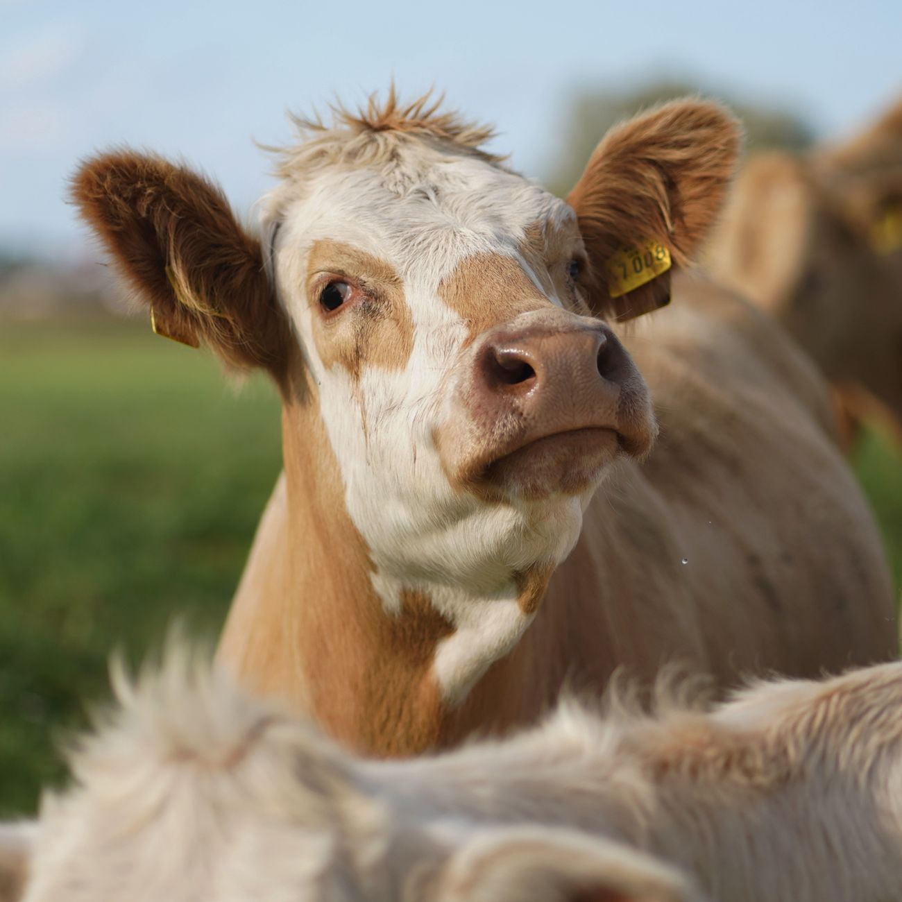 AI‑Driven Drug Discovery for Animal Health