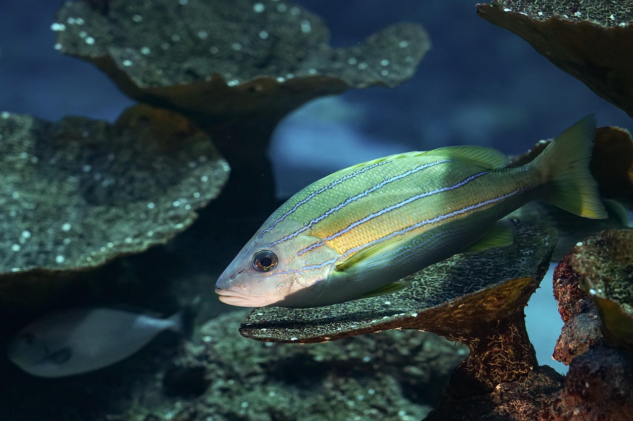 Marine Protected Areas and Biodiversity Conservation